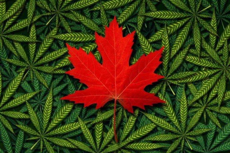 10 Biggest Cannabis Stocks in the US and Canada in 2024